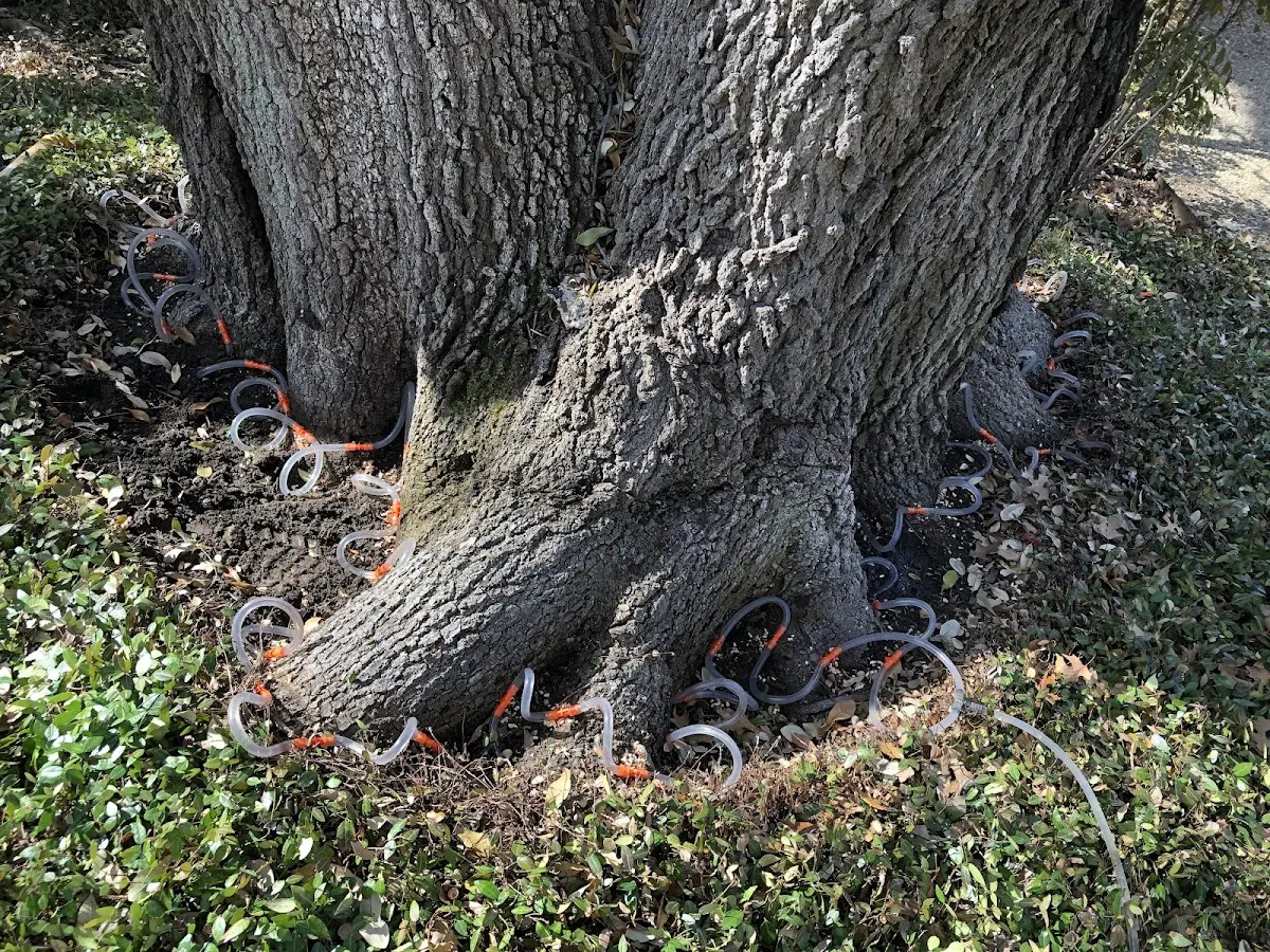 Detailed Tree Cabling and Bracing job site in Howland