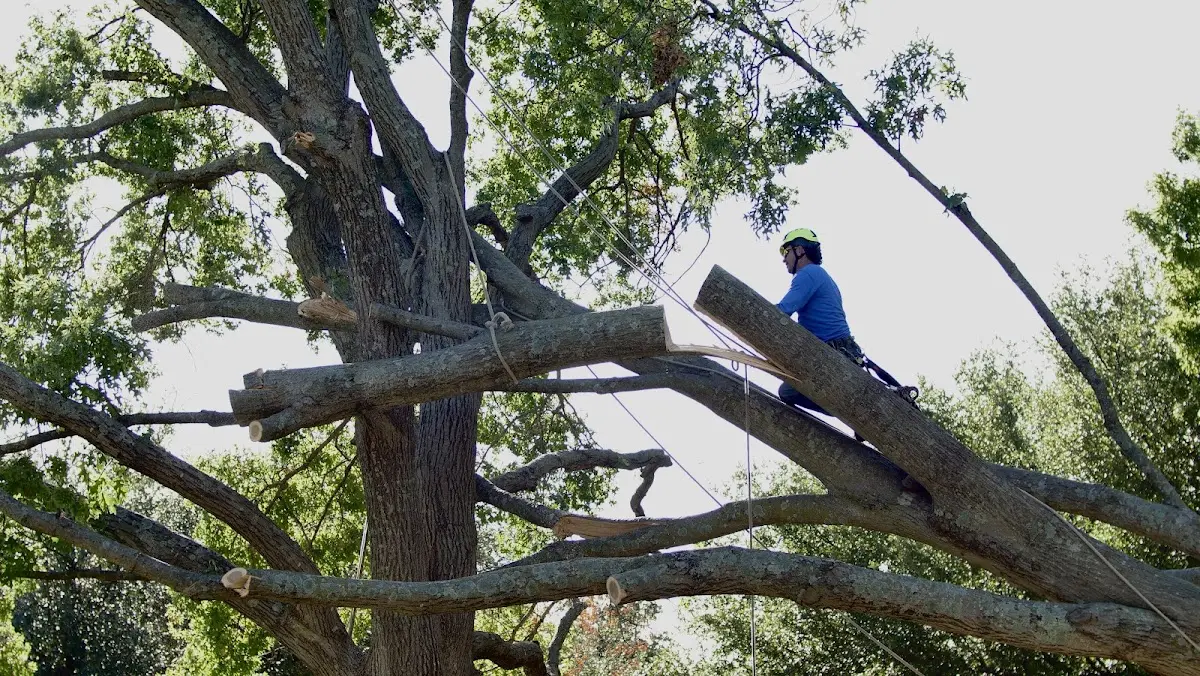 Professional Crown Thinning performed by certified arborists in Howland